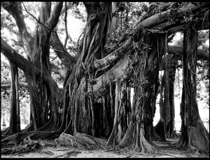 Paolo Morello - Ficus _5